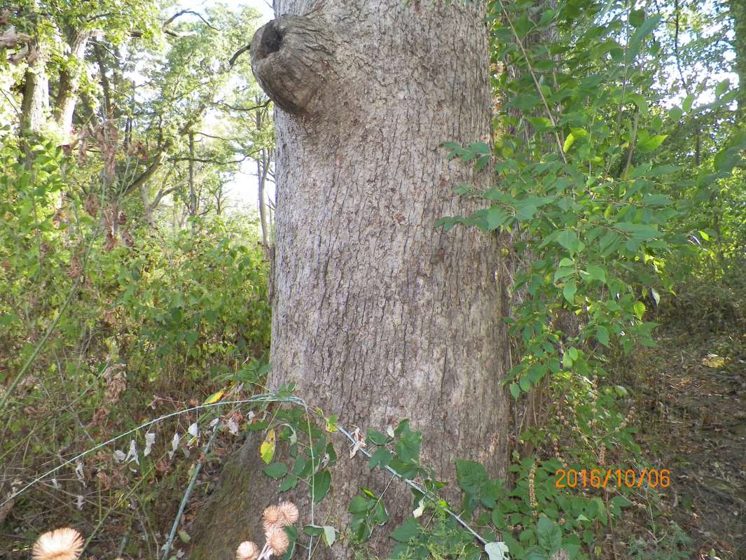Trunk<br>(Location of Picture: Harrison-Benwell, McH Co, Illinois)