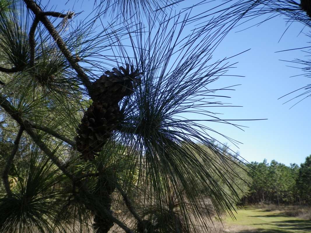 Needles<br>(Location of Picture: Ocklawaha River, Florida, Apr 2017)