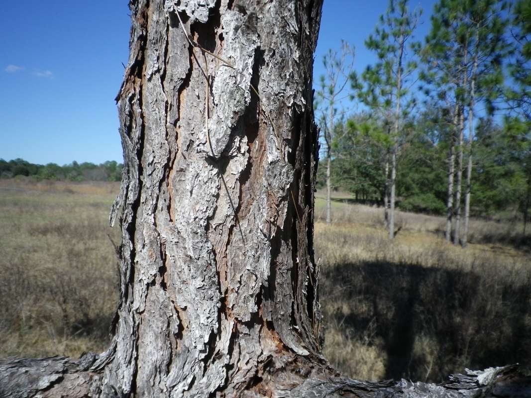 Bark<br>(Location of Picture: Near Ocklawaha River, Fflorida, Apr)
