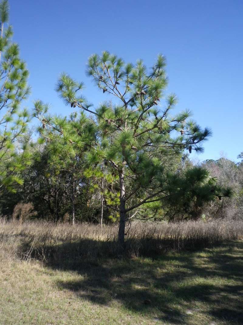 Habitat<br>(Location of Picture: Near Ocklawaha River, Fflorida, Apr)