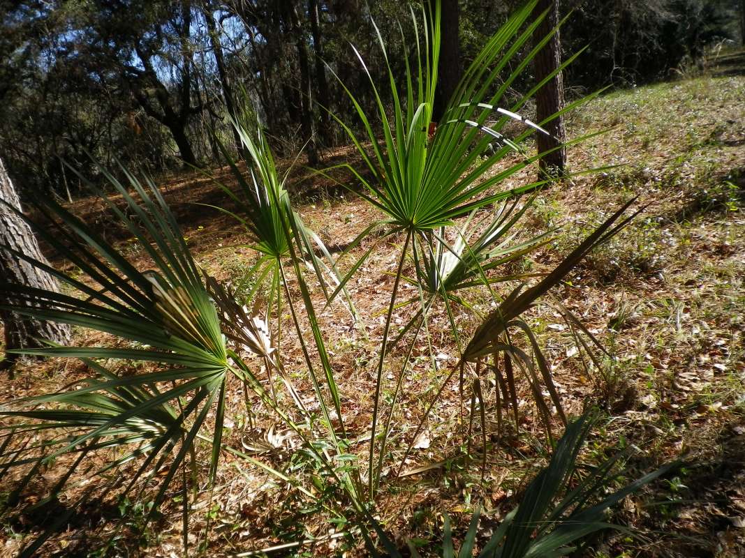 Silhouette<br>(Location of Picture: Near Ocklawaha River, April 2017)