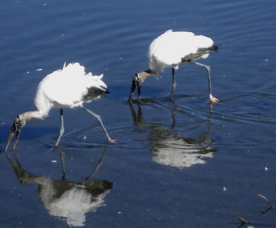 Two in Shallow Water<br>(Location of Picture: The Villages, Central Florida, 2017)