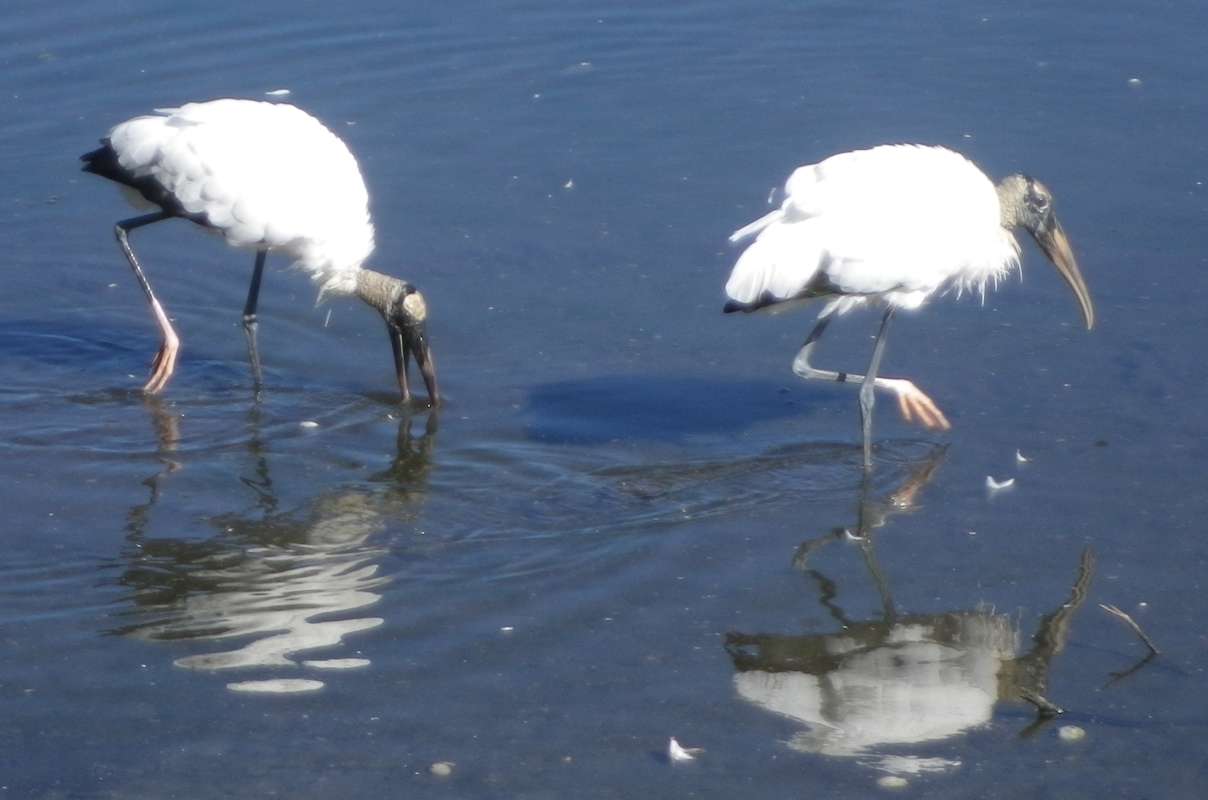 Two in Shallow Water<br>(Location of Picture: The Villages, Central Florida, 2017)