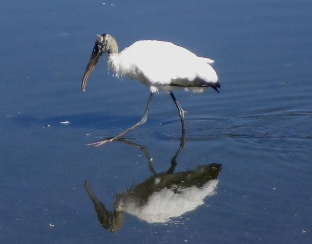 Single Example in Shallow Water<br>(Location of Picture: The Villages, Central Florida, 2017)