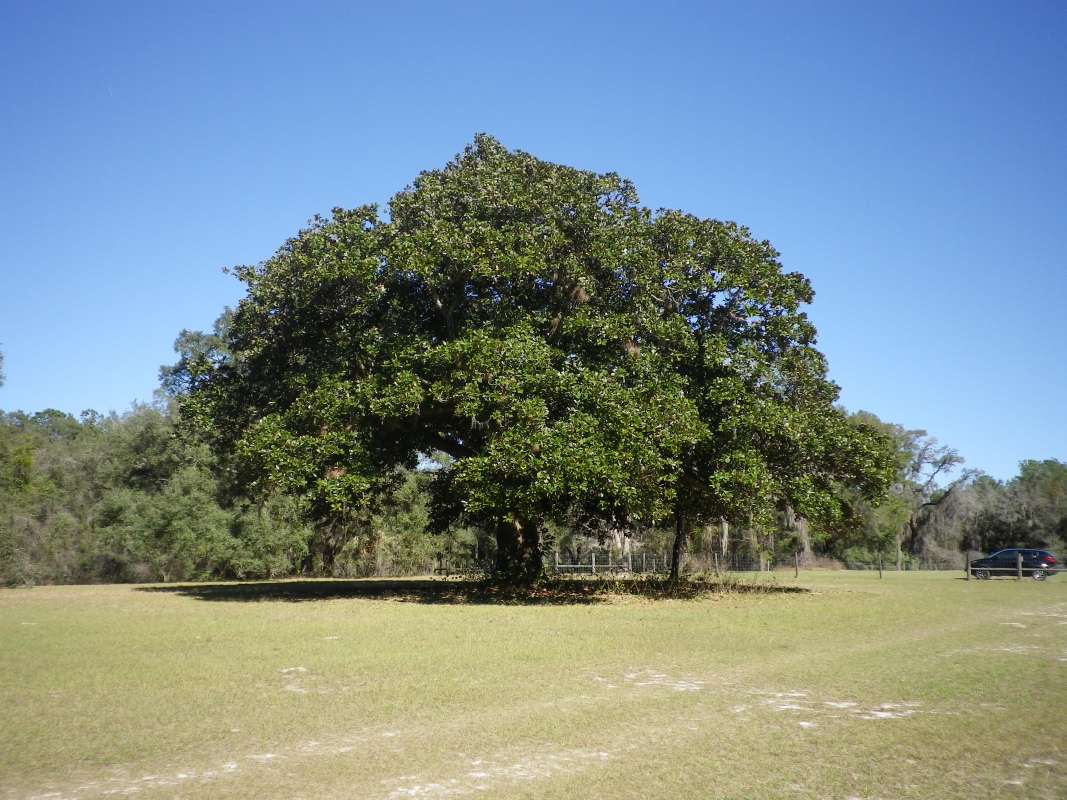 Silhoutte<br>(Location of Picture: Near Ocklawaha River, Fflorida, Apr)