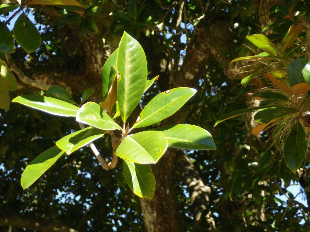 Leaves<br>(Location of Picture: Ocklawaha River Conservation Area)