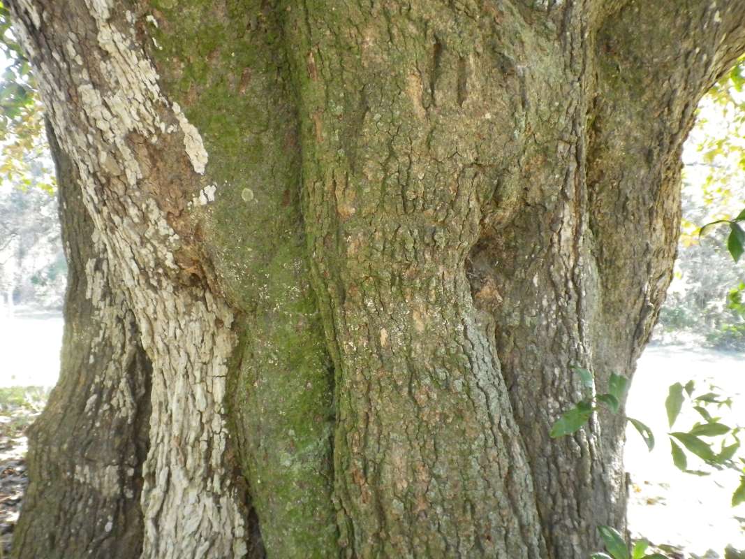 Bark<br>(Location of Picture: Near Ocklawaha River, Fflorida, Apr)