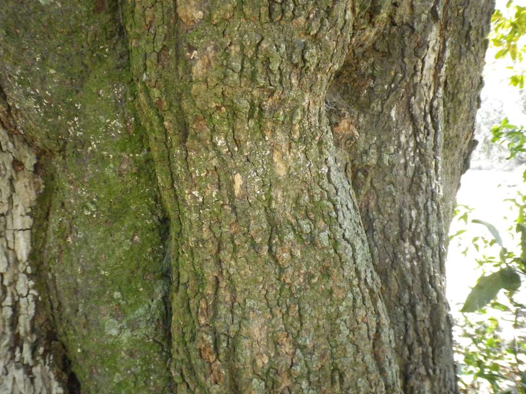 Very Close Bark<br>(Location of Picture: Near Ocklawaha River, Fflorida, Apr)