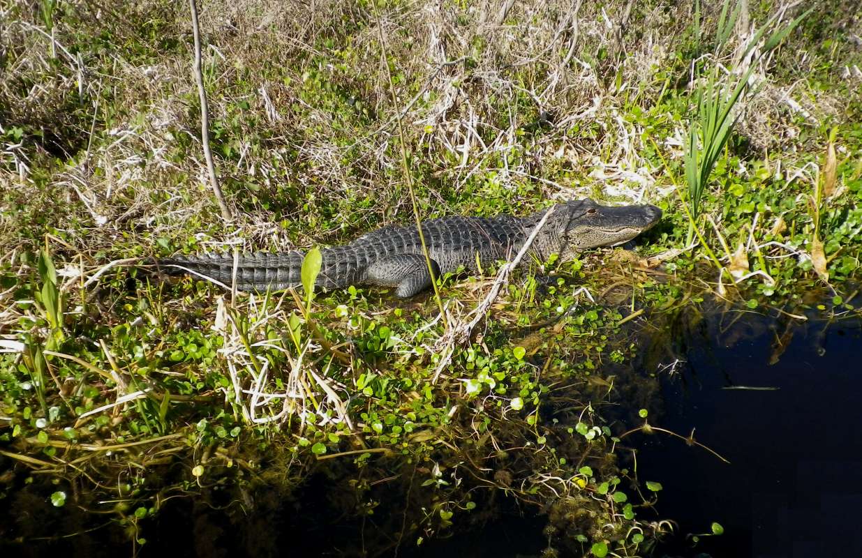 Habitat View - Close<br>(Location of Picture: Panasoffkee River, Florida, Apr '07)