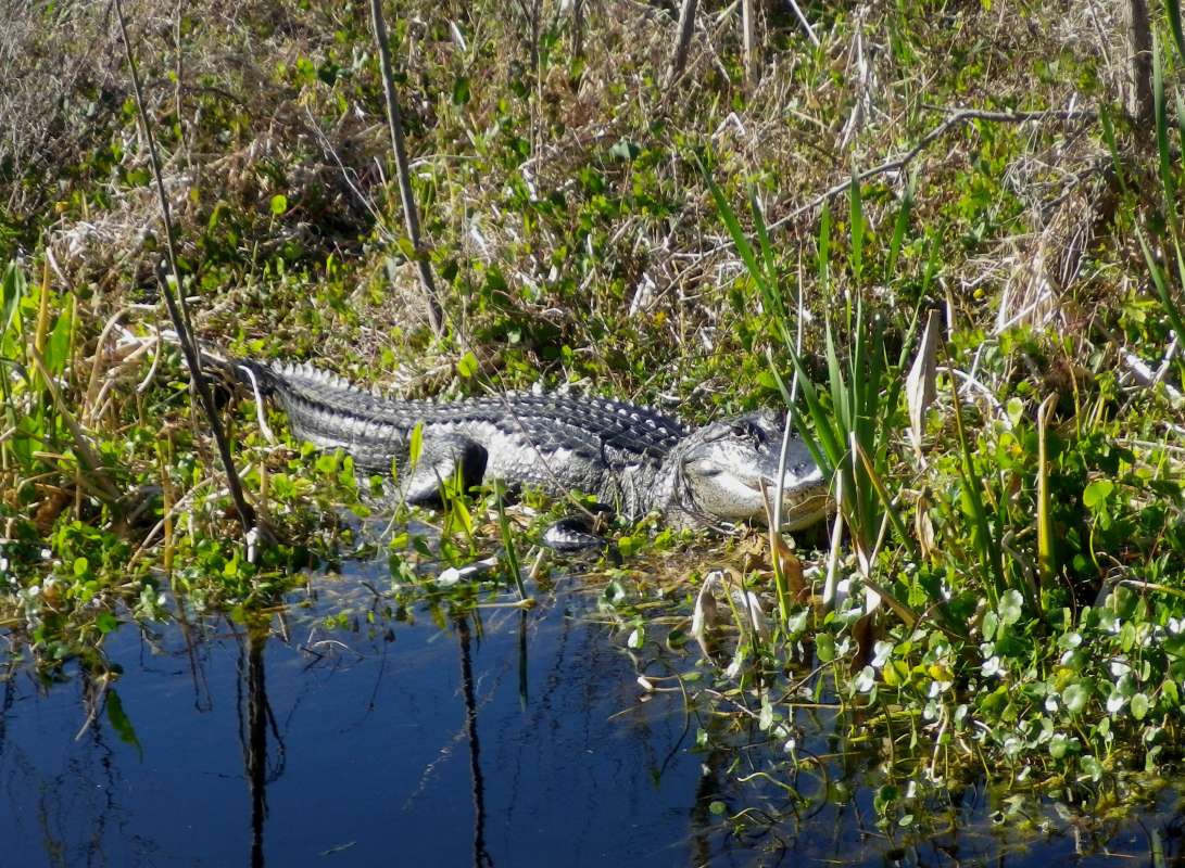 Front View<br>(Location of Picture: Panasoffkee River, Florida, Apr '07)