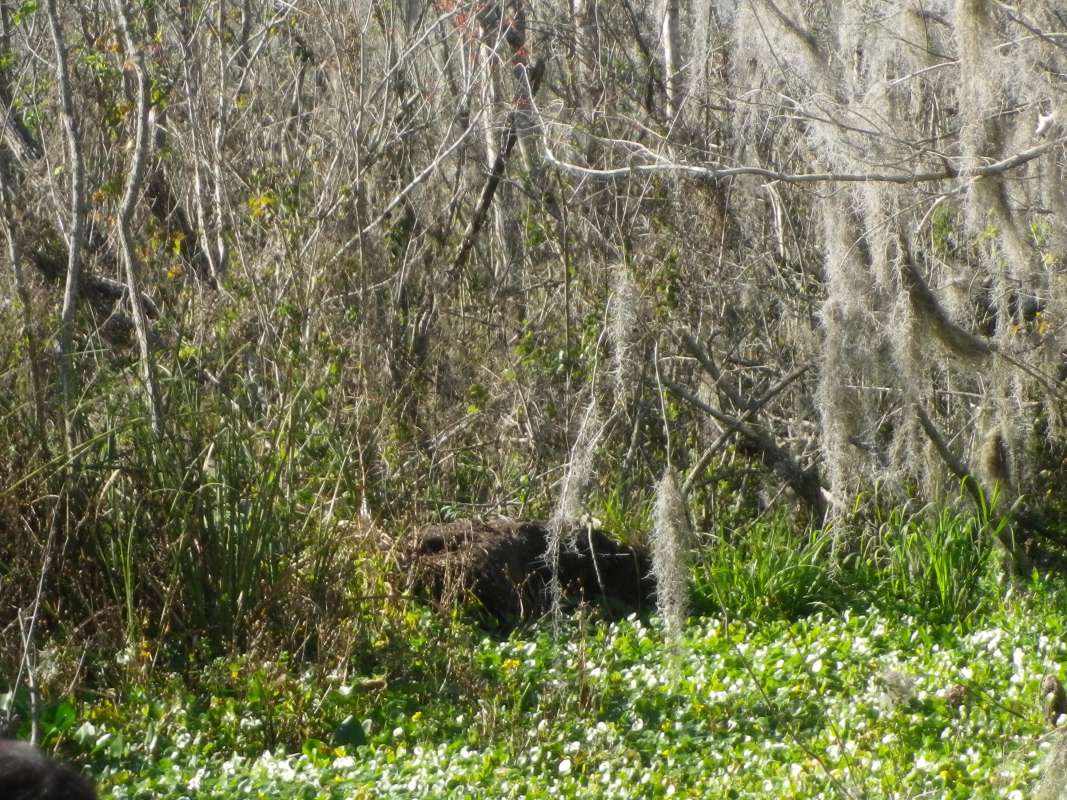 Nest<br>(Location of Picture: Panasoffkee River, Florida, Apr '07)