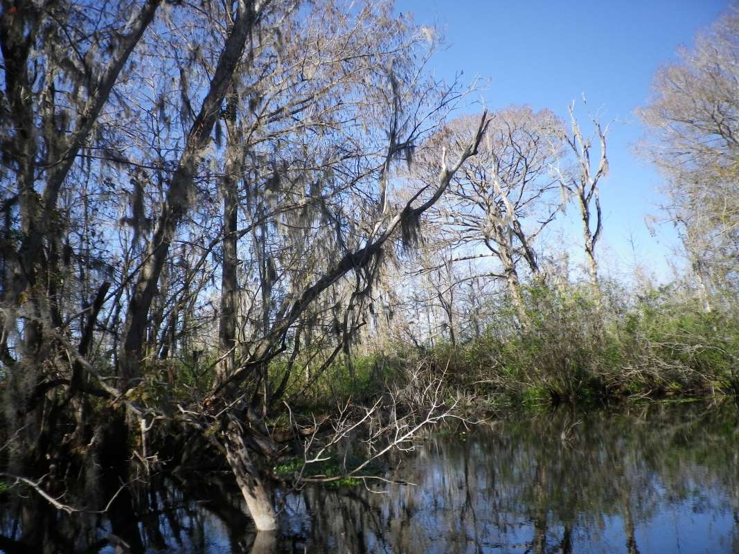Swamp Edge<br>(Location of Picture: Panasoffkee River, Florida, Apr '07)