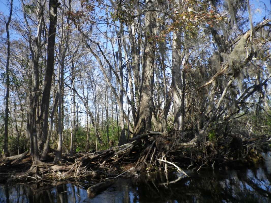 Tree Roots in Swamp<br>(Location of Picture: Panasoffkee River, Florida, Apr '07)