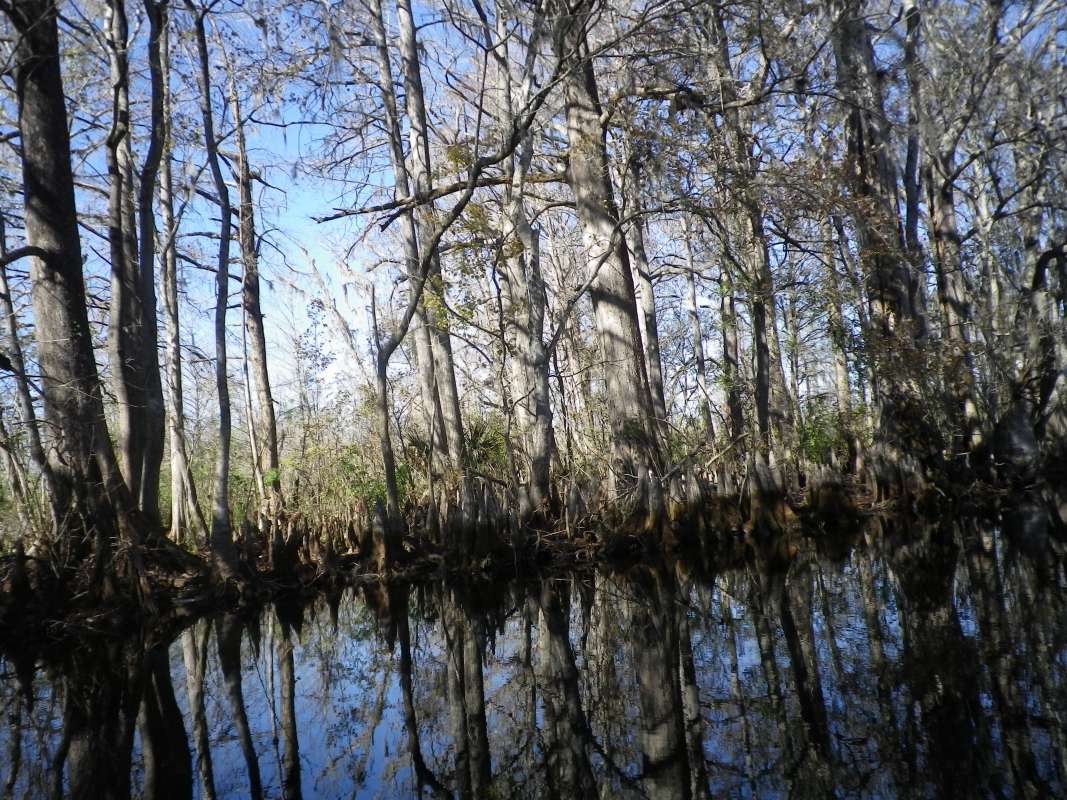 Cypress Swamp