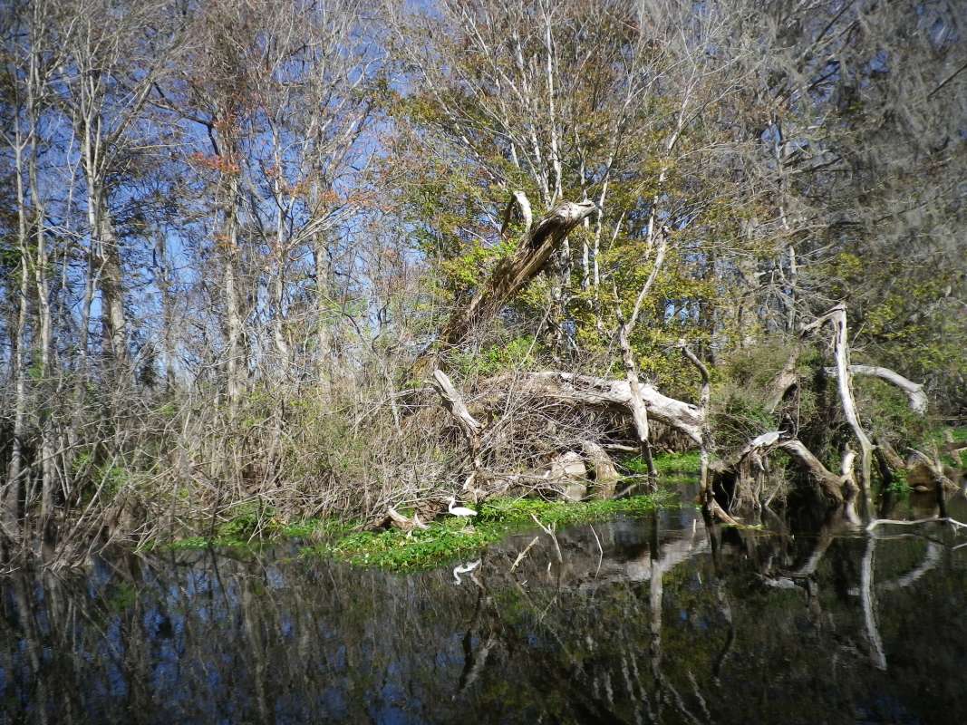 Swamp Edge<br>(Location of Picture: Panasoffkee River, Florida, Apr '07)