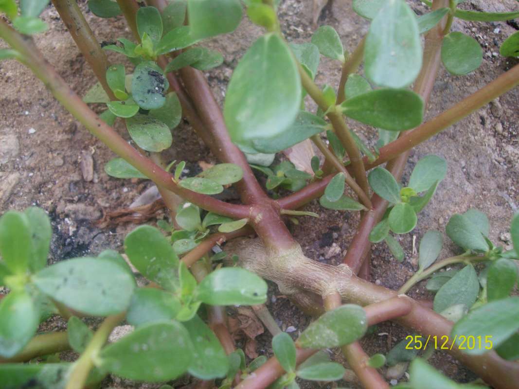 Stem<br>(Location of Picture: South Nigeria, Dec. 2015)