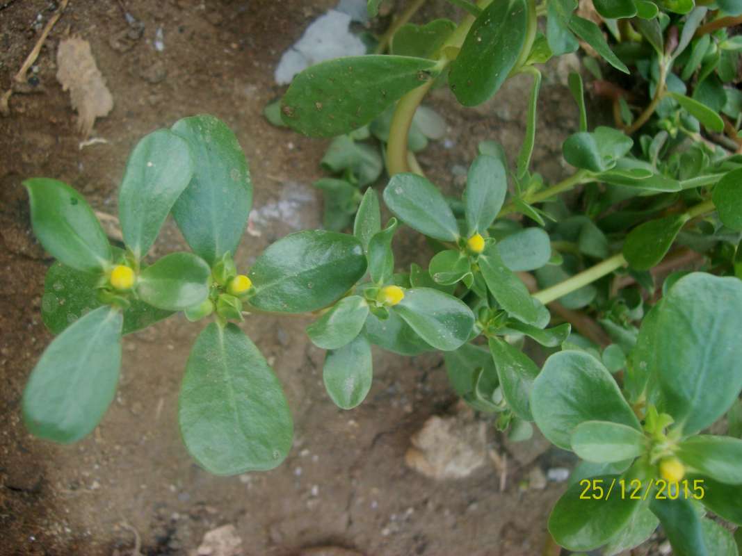 Top of Plant in Bloom<br>(Location of Picture: South Nigeria, Dec. 2015)
