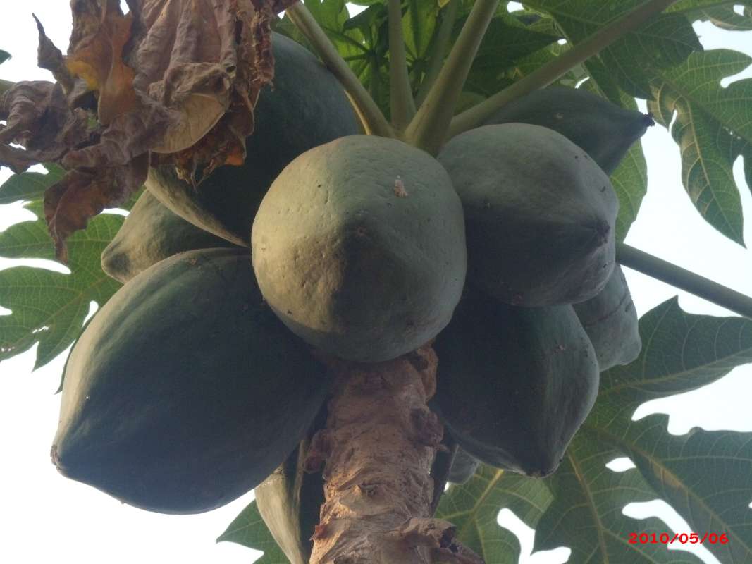 Ripe fruit on tree<br>(Location of Picture: Southern Nigeria, 2016)