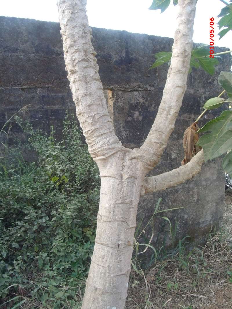 Trunk<br>(Location of Picture: Southern Nigeria, 2016)
