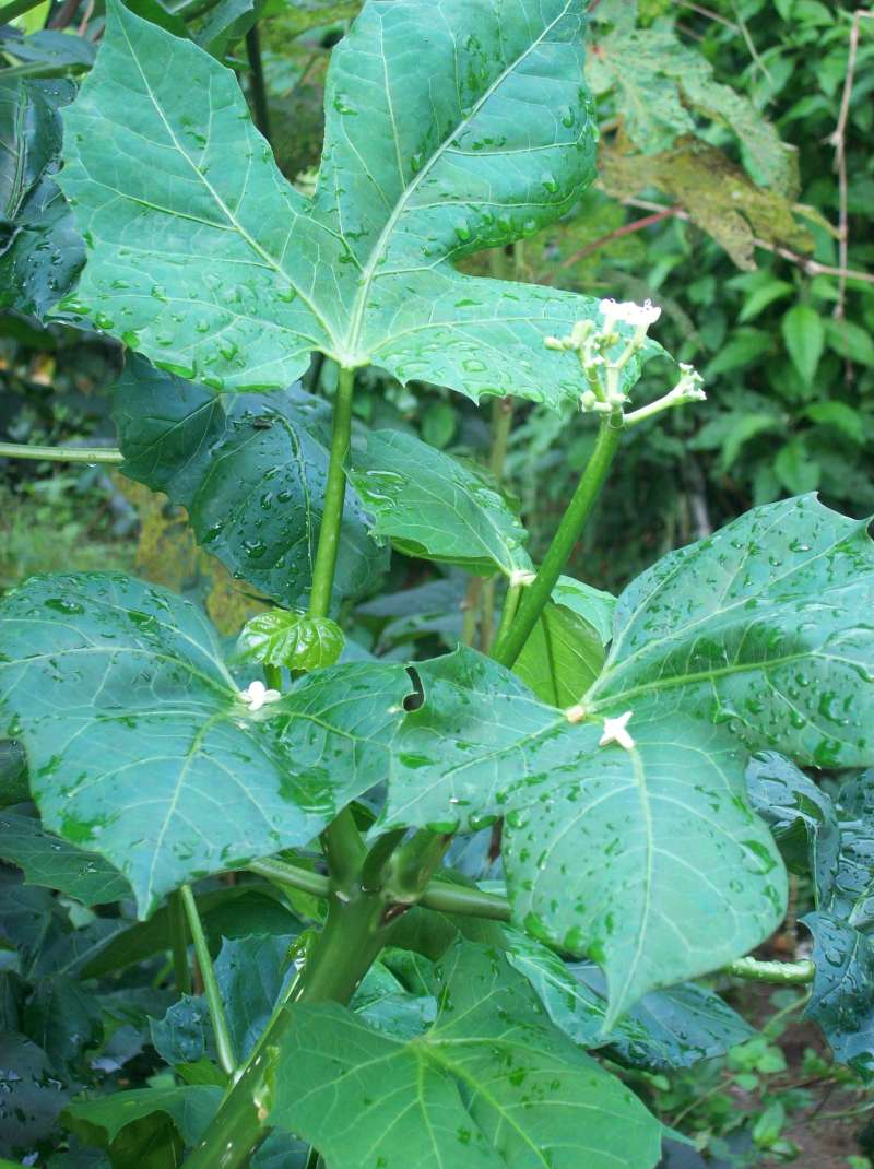 Stem<br>(Location of Picture: Southern Nigeria - 2016)