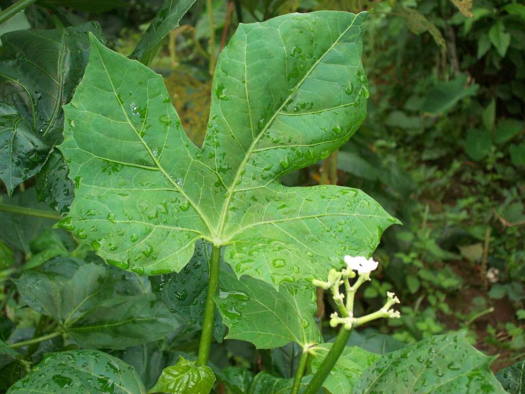Leaf<br>(Location of Picture: Southern Nigeria - 2016)