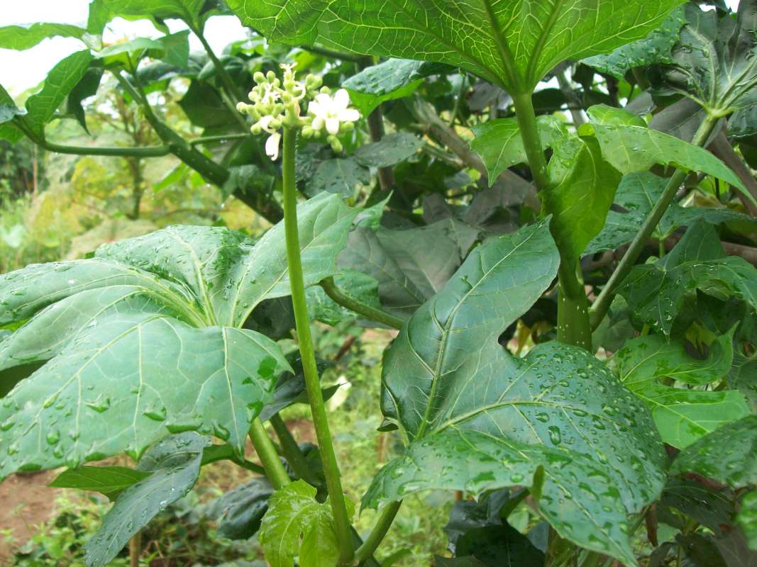 Flower Stalk<br>(Location of Picture: Southern Nigeria - 2016)