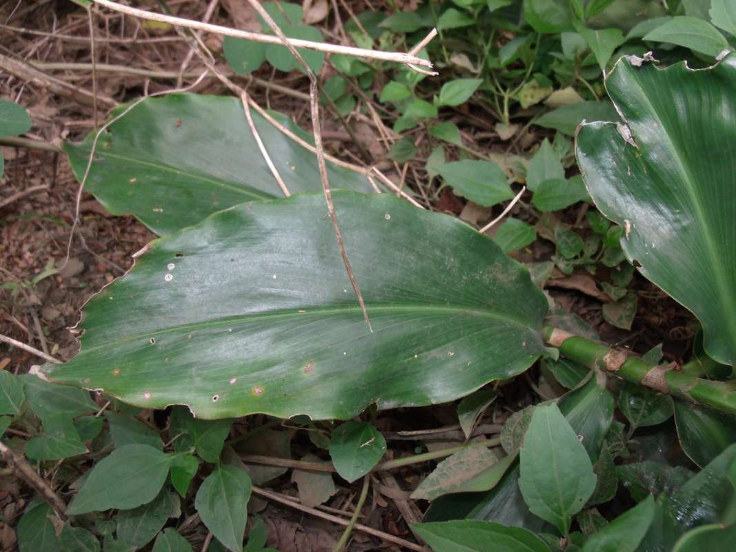 Leaf<br>(Location of Picture: Southern Nigeria - 2016)