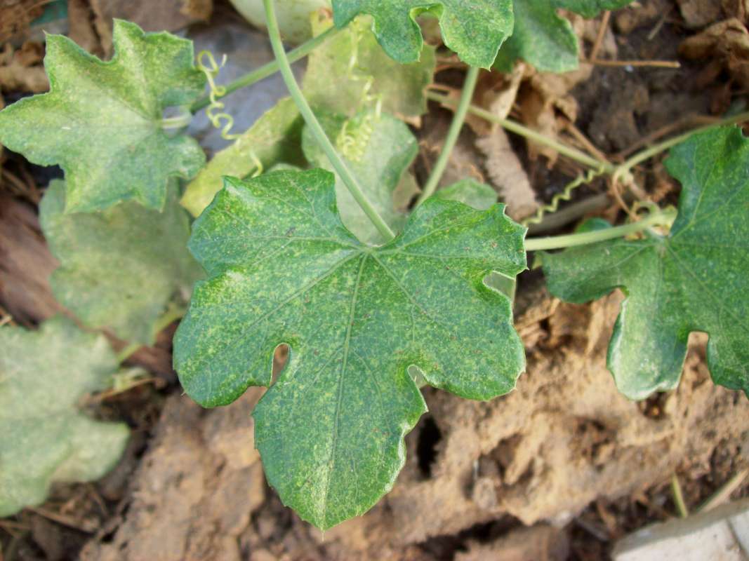 Leaf<br>(Location of Picture: Southern Nigeria - 2016)