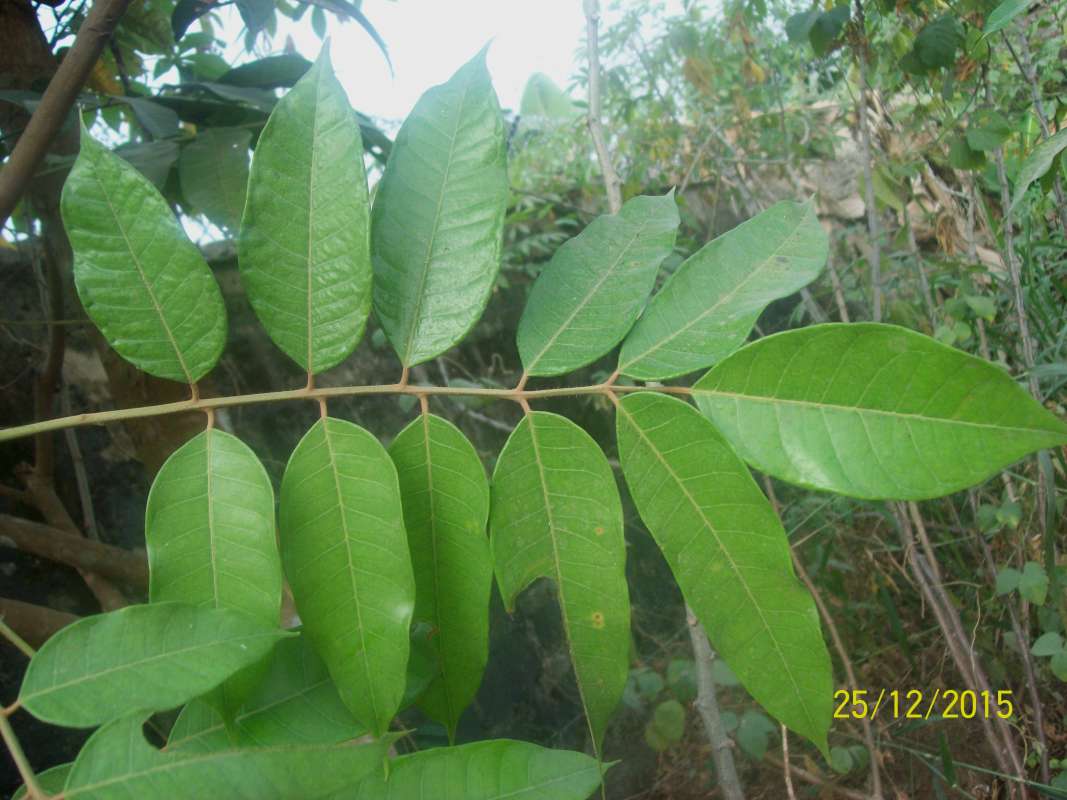 Leaves<br>(Location of Picture: Southern Nigeria - 2016)