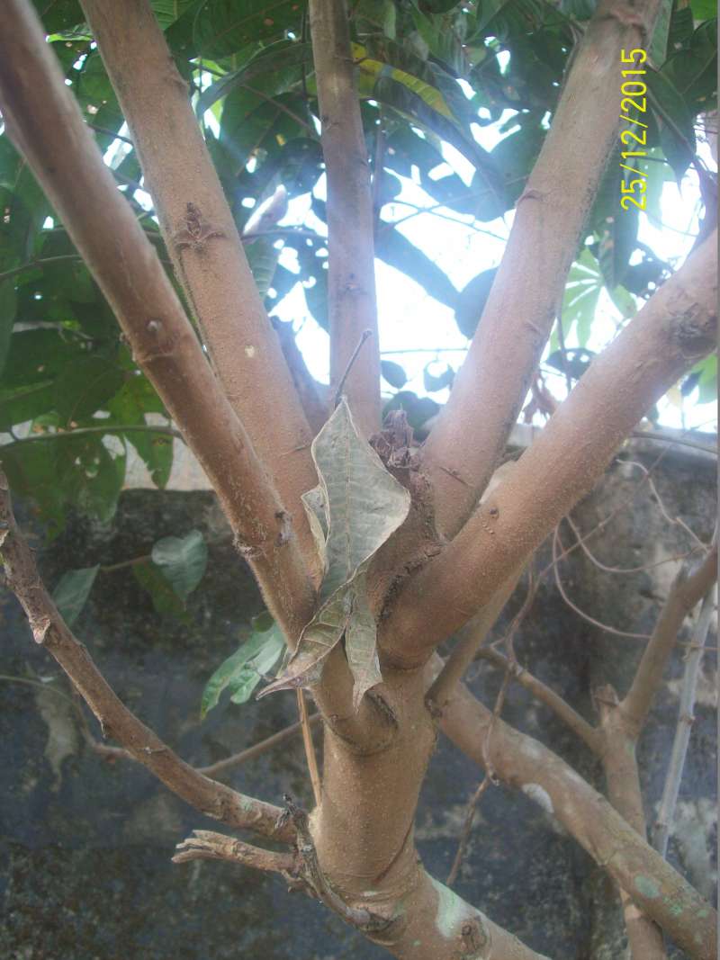 Branch<br>(Location of Picture: Southern Nigeria - 2016)