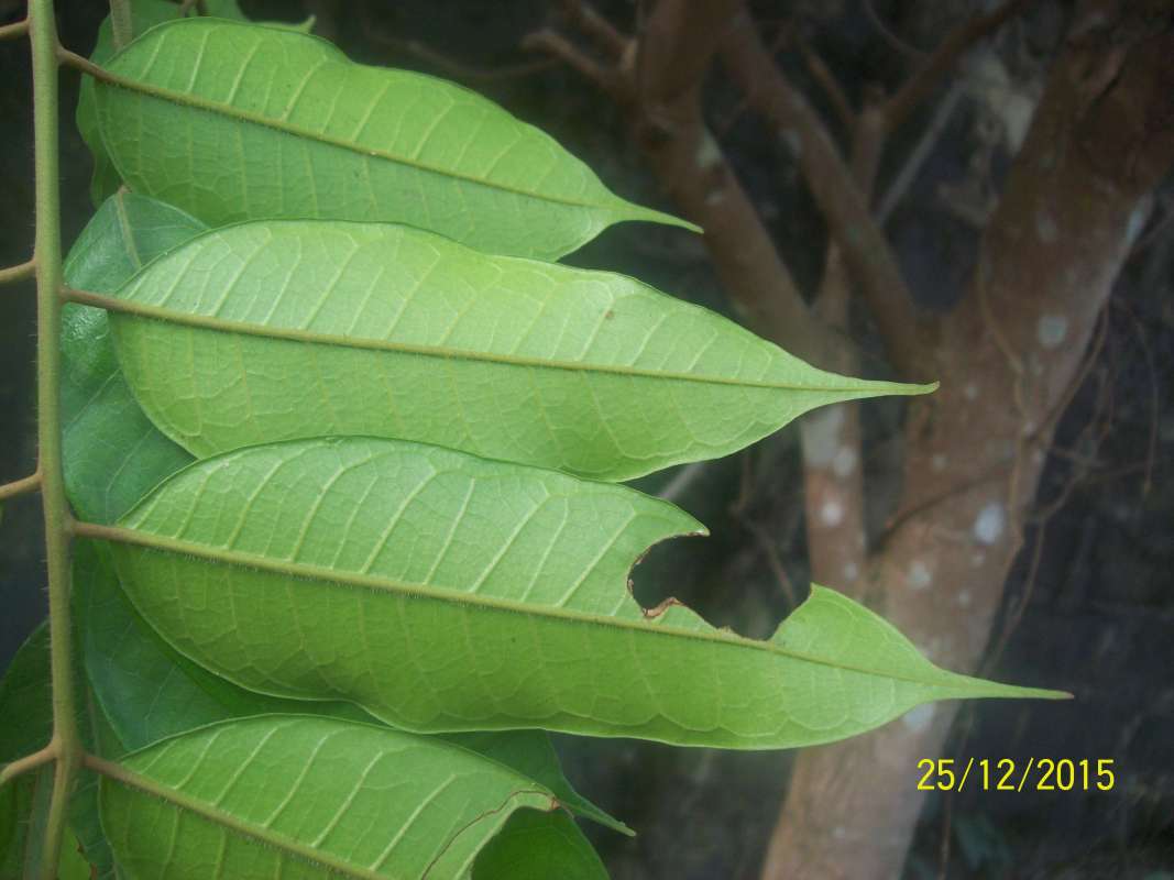 Leaves - Uinderside<br>(Location of Picture: Southern Nigeria - 2016)