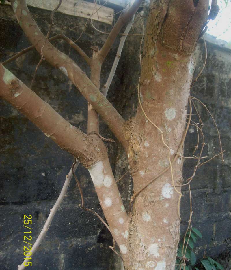 Trunk<br>(Location of Picture: Southern Nigeria - 2016)