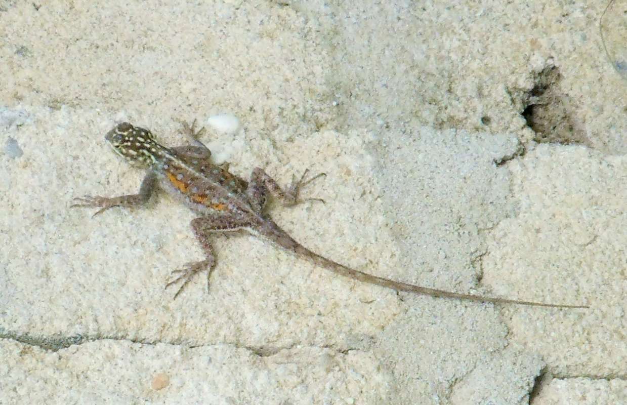 Female in Habitat<br>(Location of Picture: Southern Nigeria, January 2016)