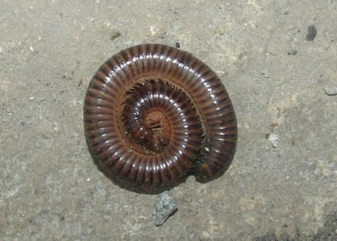Coiled<br>(Location of Picture: Southern Nigeria, Jan. 2016)