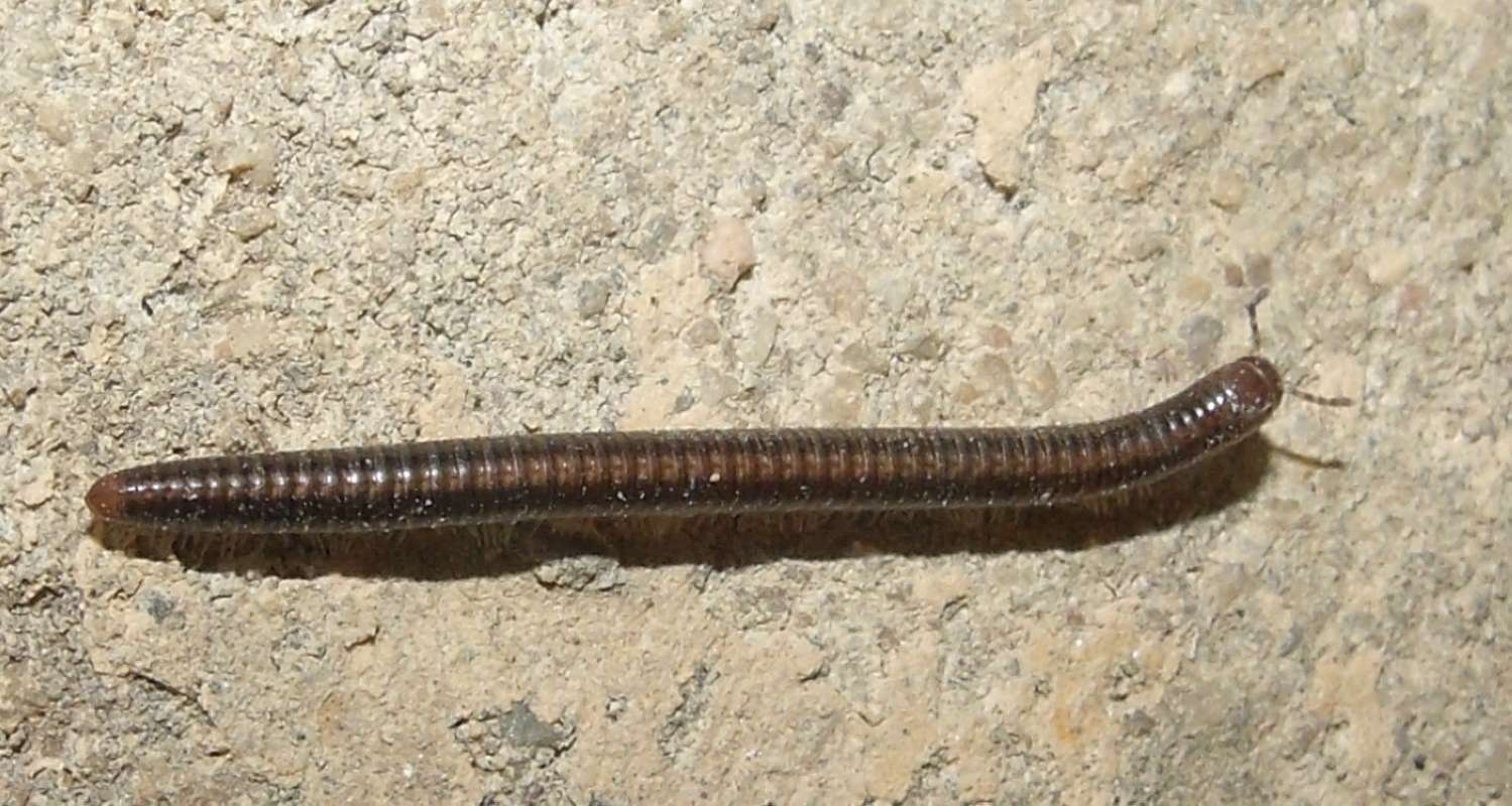Young<br>(Location of Picture: Southern Nigeria, Jan. 2016)