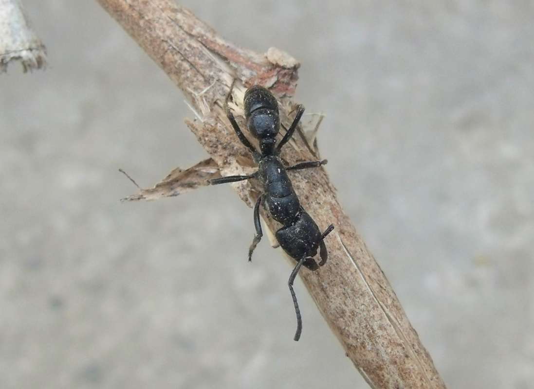 On Stem in Habitat<br>(Location of Picture: South Nigeria, Jan. 2016)