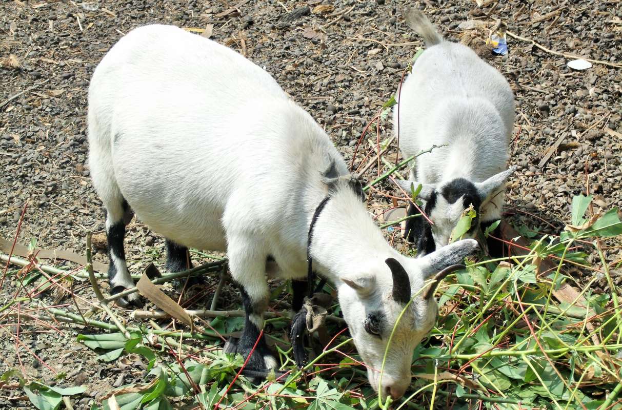Two Eating in Nigeria<br>(Location of Picture: Southern Nigeria, Dec. 2015)