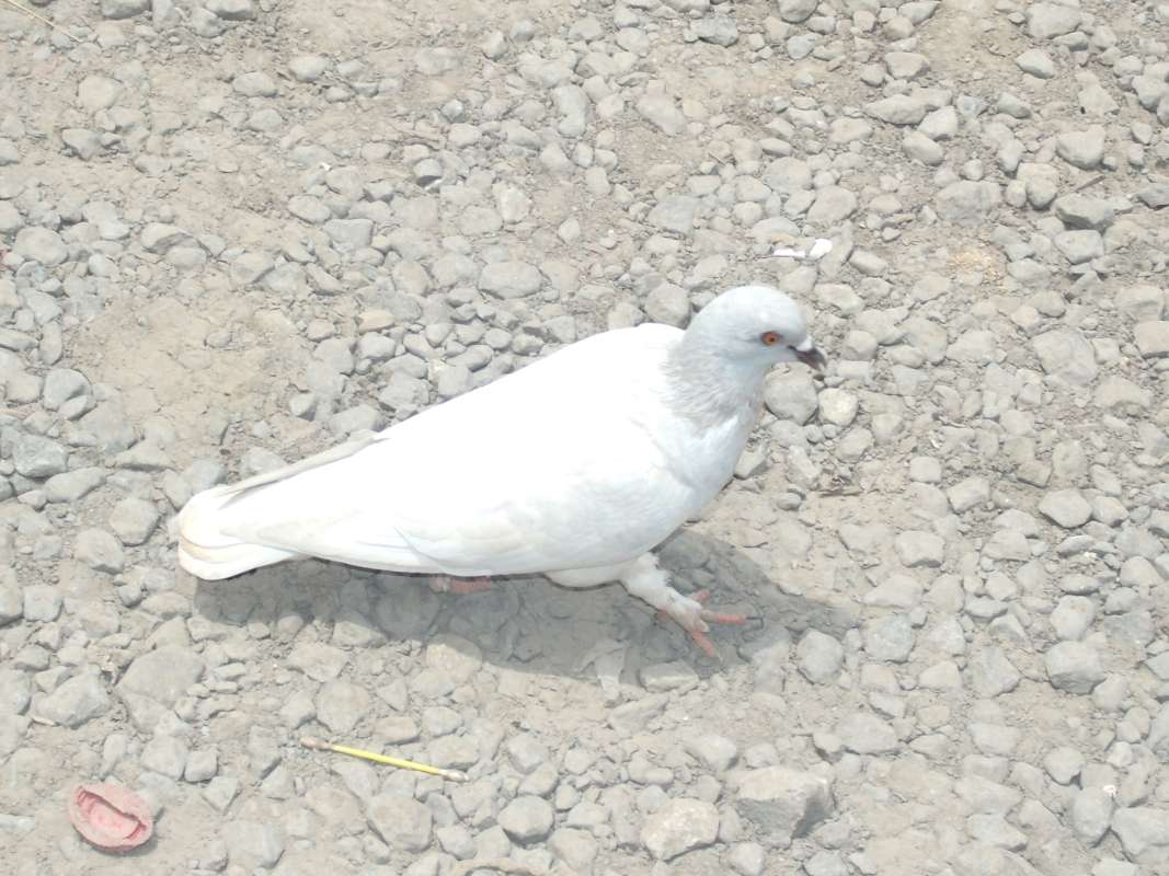 In habitat - White Example<br>(Location of Picture: South Nigeria, March 2016)