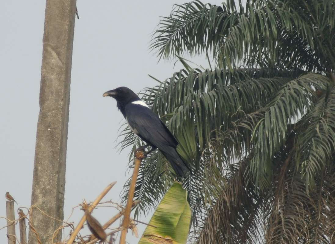 Near Palm<br>(Location of Picture: Southern Nigeria, March 2016)