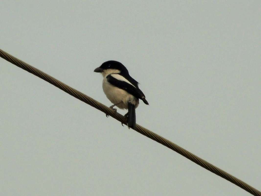 On Wire - Showing Breast<br>(Location of Picture: Souhtern Nigeria, Jan 2016)