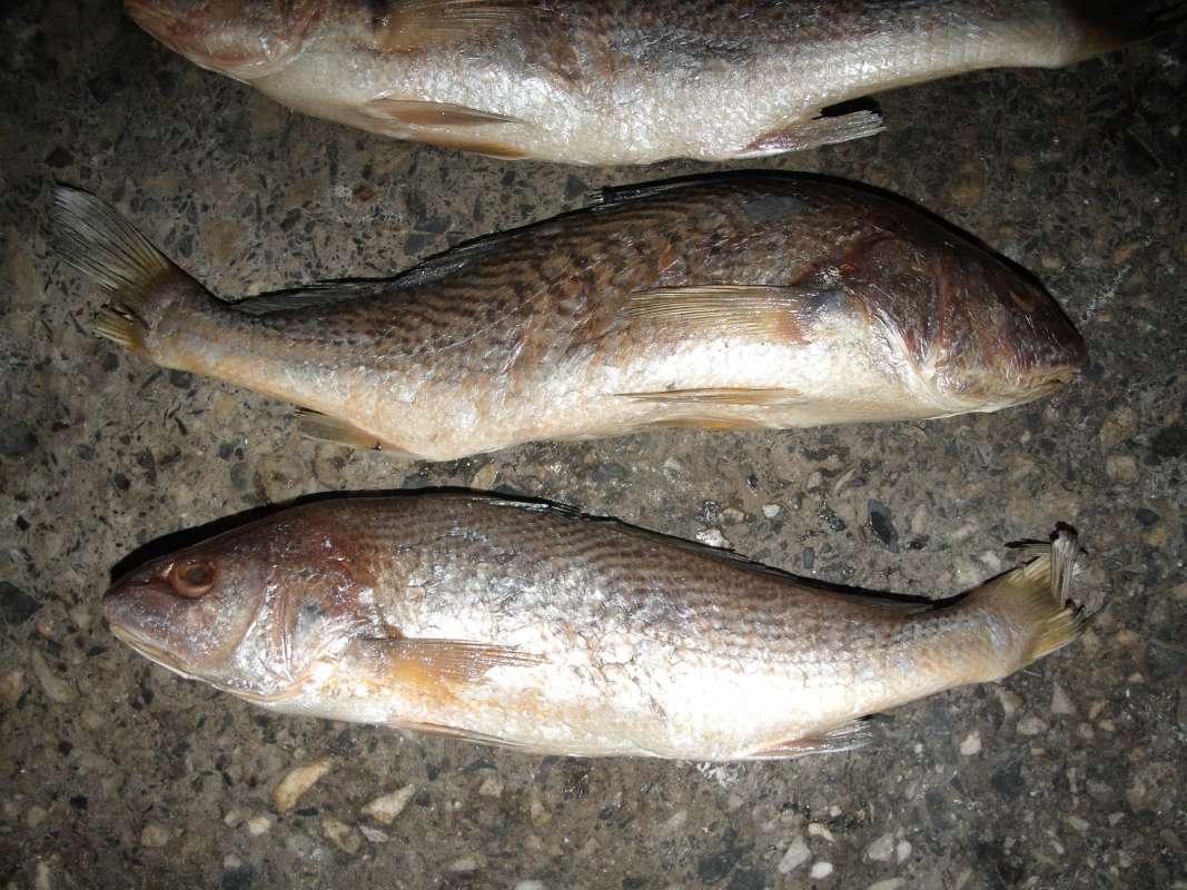 Recent Catch of 3<br>(Location of Picture: Southern Nigeria, March 2016)