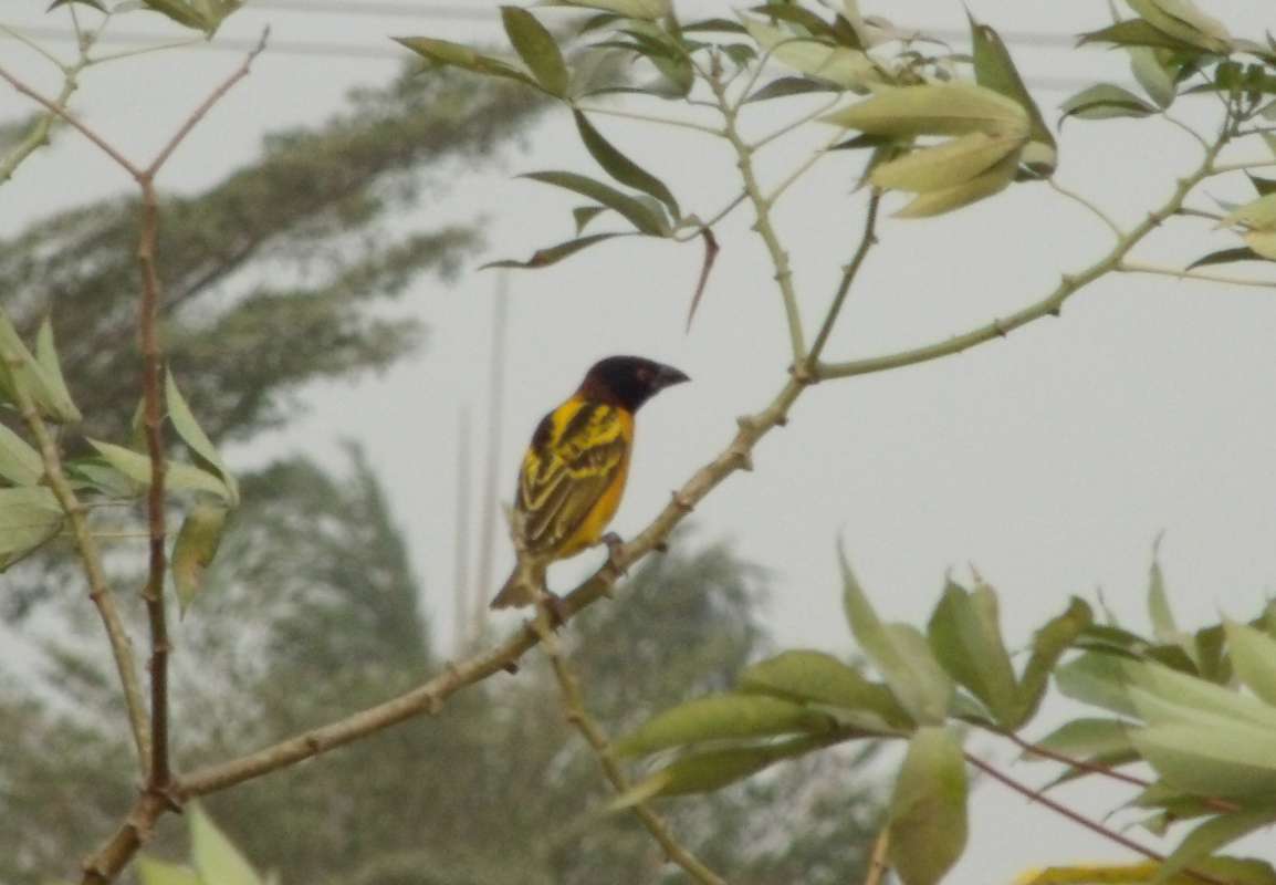 Rear View<br>(Location of Picture: Southern Nigeria, Jan. 2016)