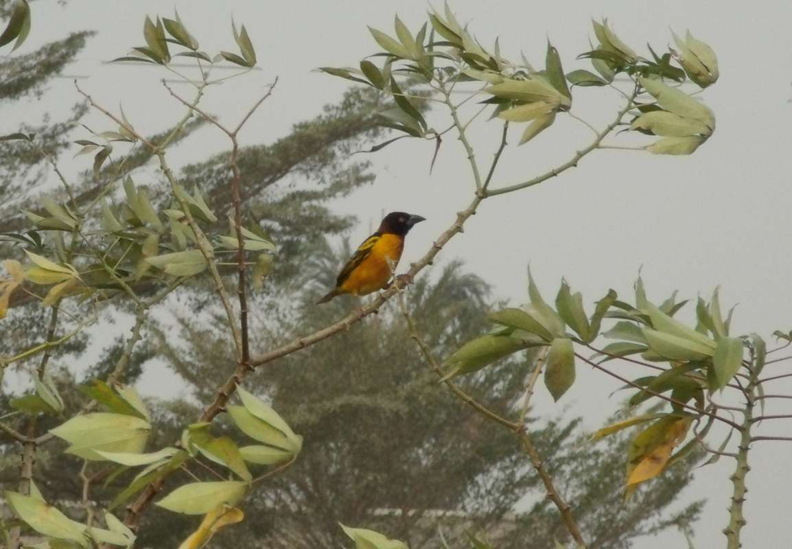 Angle View<br>(Location of Picture: Southern Nigeria, Jan. 2016)