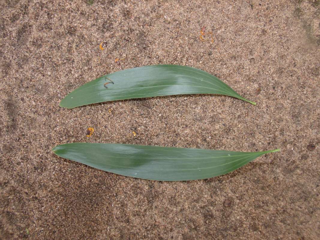 Leaves<br>(Location of Picture: Southern Nigeria, April 2016)