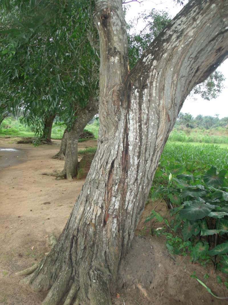 Bark<br>(Location of Picture: Southern Nigeria, April 2016)