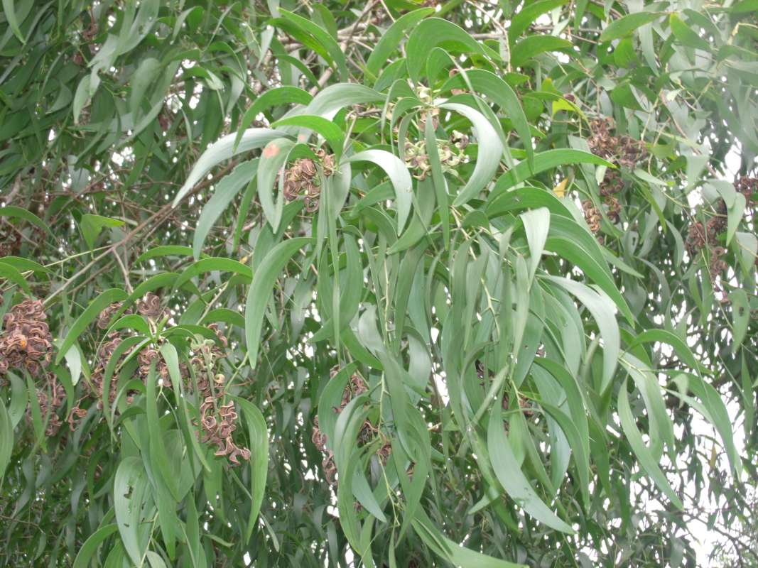 Twig<br>(Location of Picture: Southern Nigeria, April 2016)