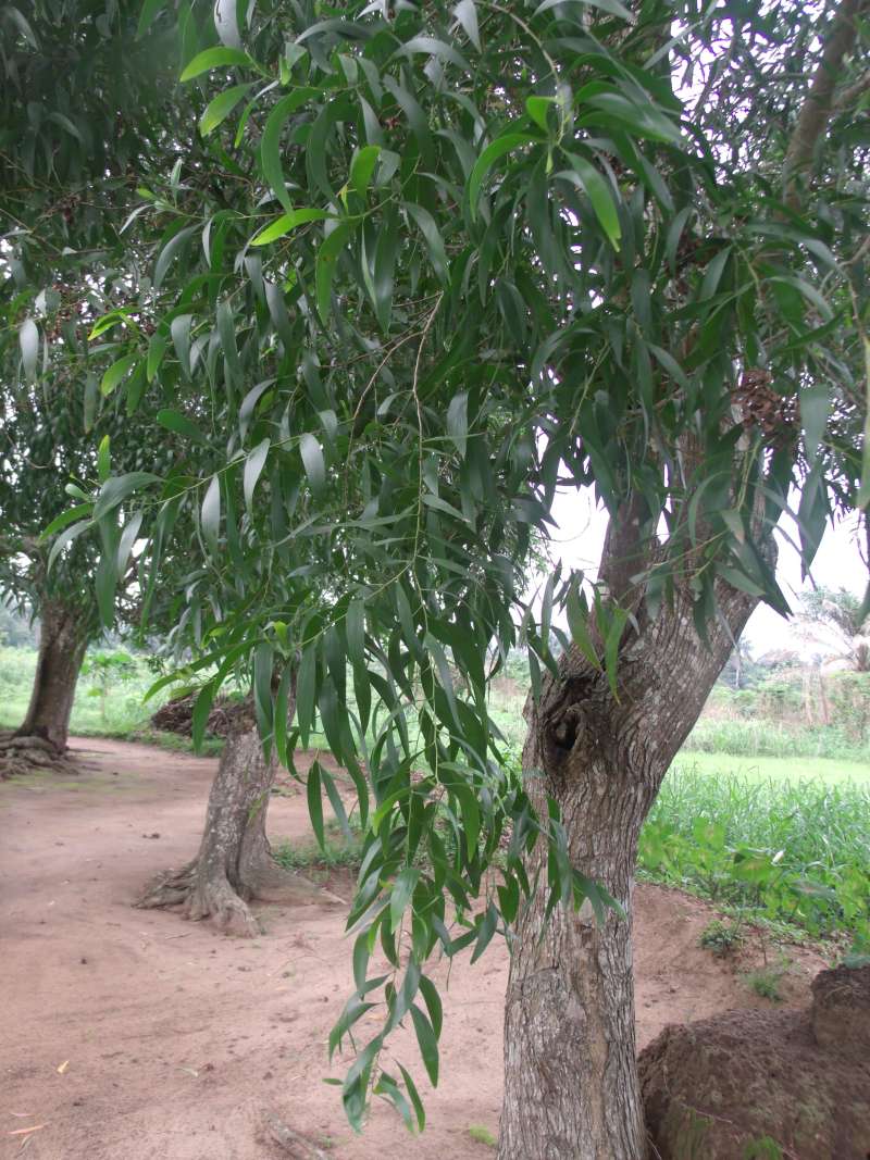 Branch<br>(Location of Picture: Southern Nigeria, April 2016)