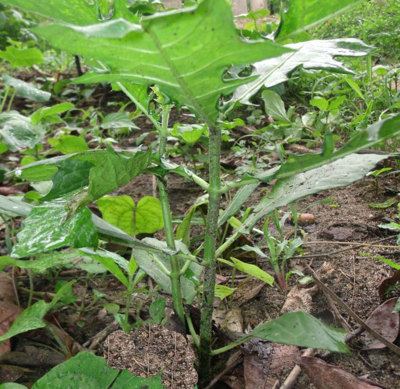 Stem<br>(Location of Picture: Southern Nigeria, April 2016)