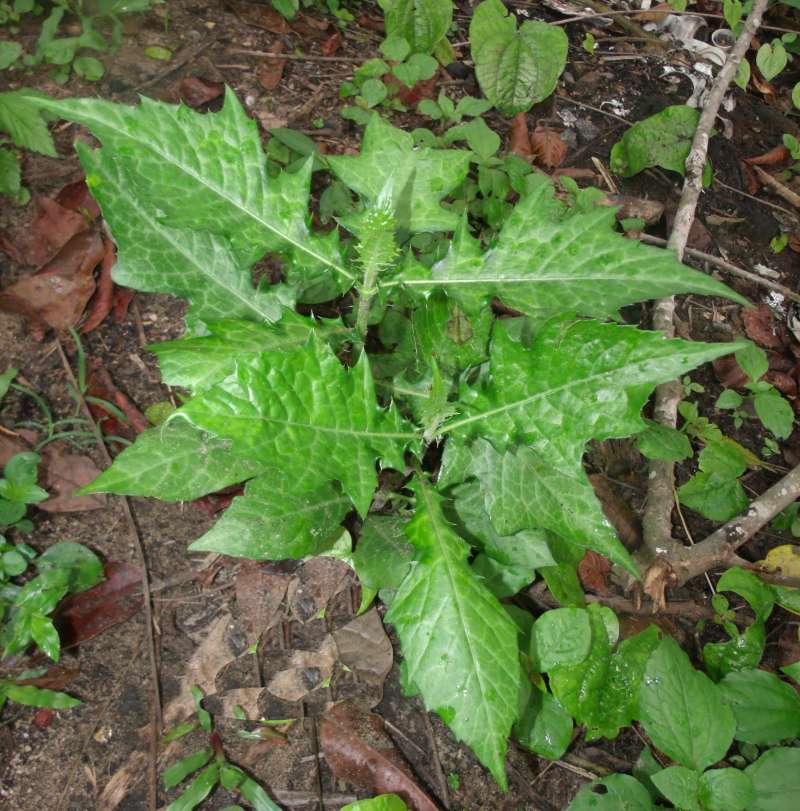 Leaves<br>(Location of Picture: Southern Nigeria, April 2016)
