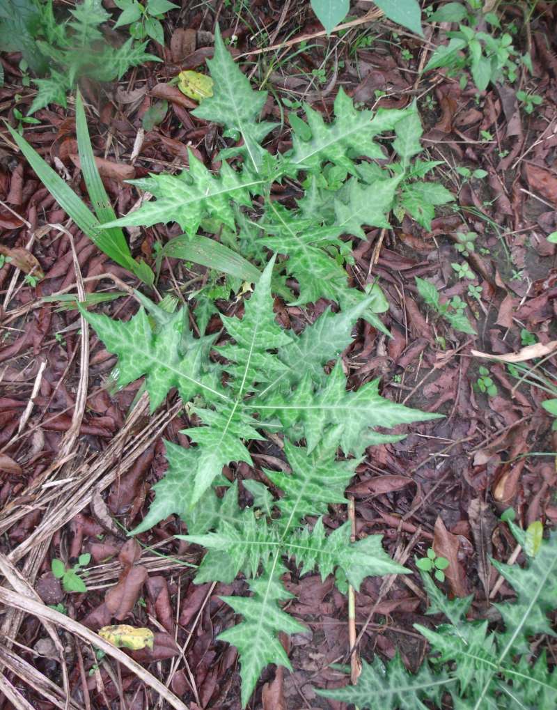 Habitat<br>(Location of Picture: Southern Nigeria, April 2016)